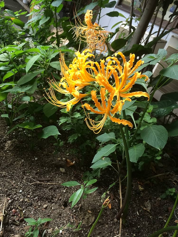 リコリス超レア品種「彩　雲」 リコリス・スプレンゲリー球根7球 - メルカリ